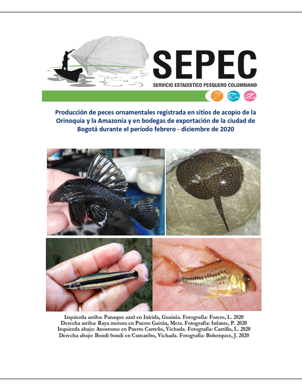 Producción de peces ornamentales registrada en la Orinoquia, Amazonía y Bogotá
