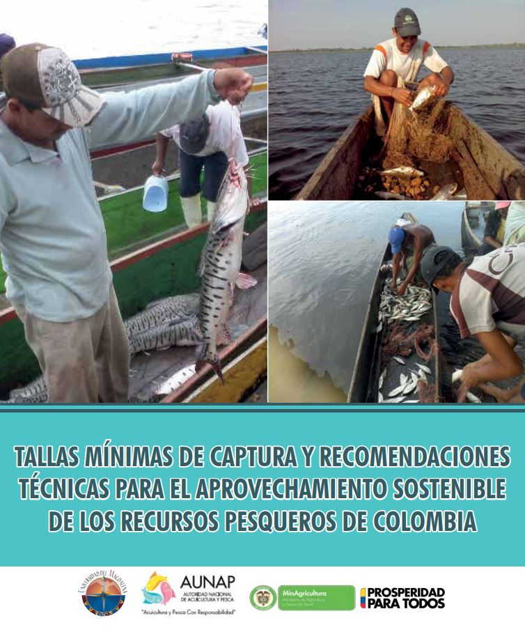 Tallas mínimas de captura 2013
